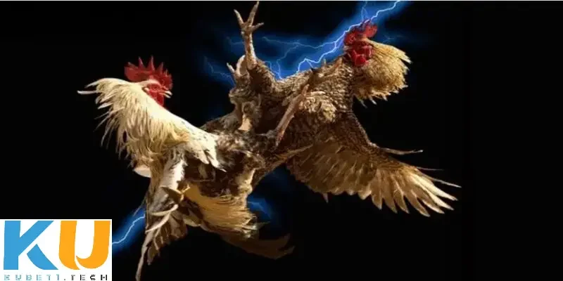 Cách chơi đá gà trên mạng uy tín - Mẹo đá gà để tăng cơ hội chiến thắng