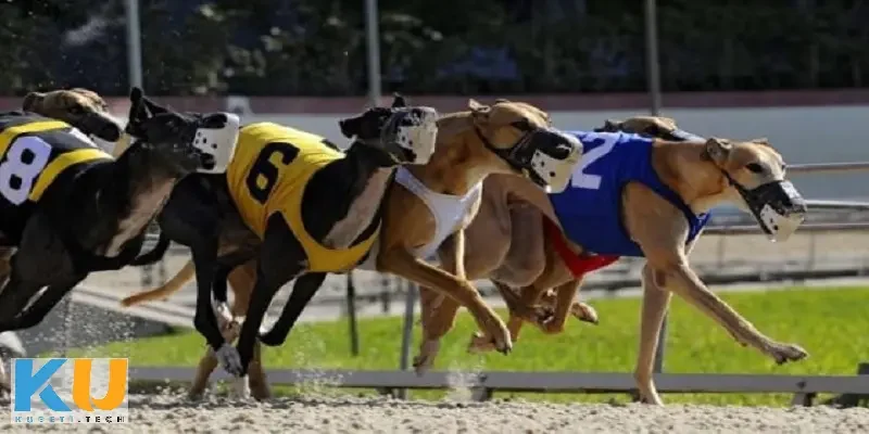 Hướng dẫn đăng ký và đăng nhập tài khoản game cá cược đua chó tại nhà cái