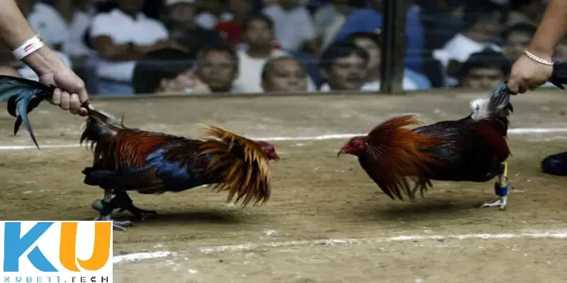 Tiêu chí quan trọng cần nhớ để chọn gà chọi xuất sắc cho trận đấu cá độ đá gà cựa sắt